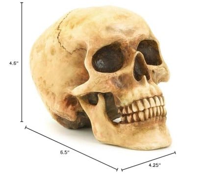Grinning Highly Realistic Replica Human Skull Statue Home Décor 6.5x4.25x4.6"